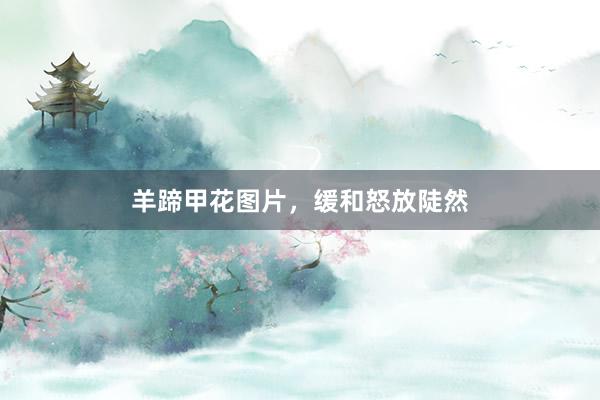 羊蹄甲花图片,缓和怒放陡然